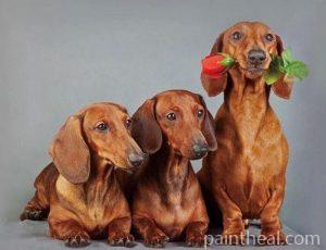 Cute Dachshund Dogs Painting By Numbers Kits