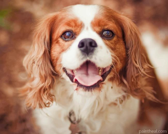 Cavalier King Charles Dog Painting By Numbers Kits