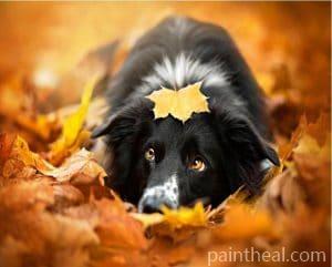 Border Collie And Leaves – 5D Diamond Painting Painting By Numbers Kits