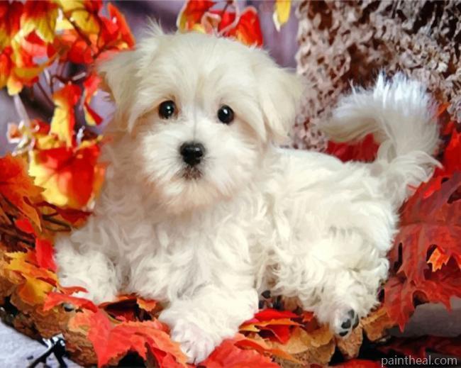 Maltes Puppy Painting By Numbers Kits