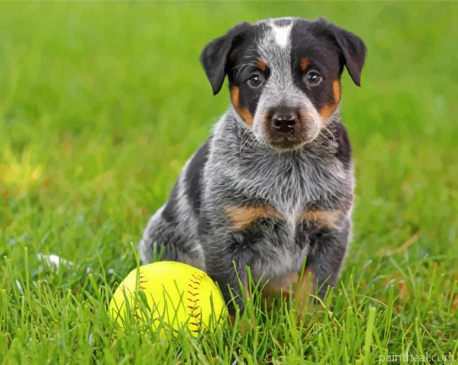 Blue Heeler Puppy Painting By Numbers Kits