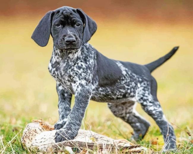Pointer Hunting Dog Painting By Numbers Kits