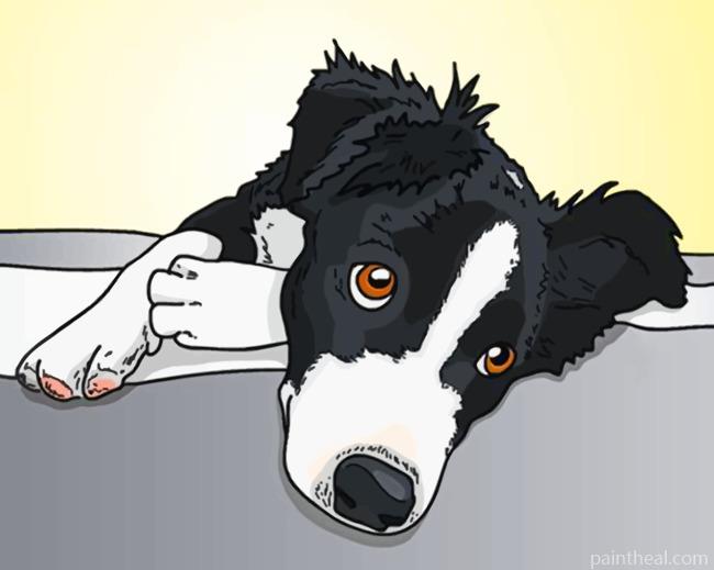 Border Collie Illustration Painting By Numbers Kits