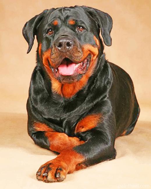Rottweiler Dog Painting By Numbers Kits