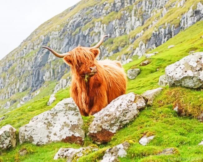 Scotland Cow Painting By Numbers Kits