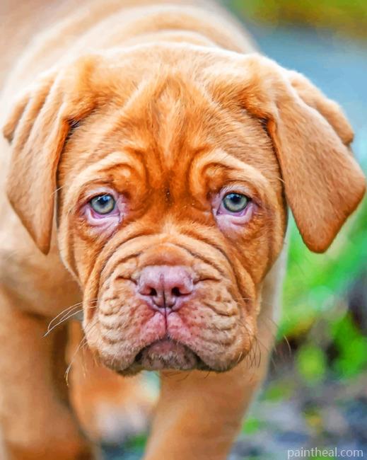 French Mastiff Painting By Numbers Kits