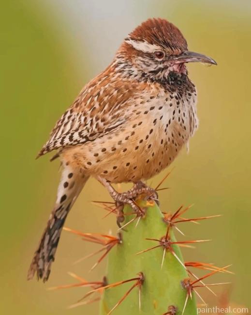 Cactus Wren Desert Bird Painting By Numbers Kits
