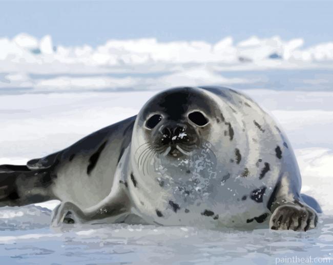 Harp Seal Ice Painting By Numbers Kits