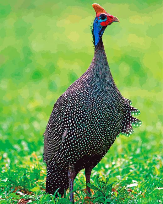 Helmeted Guineafowl Painting By Numbers Kits