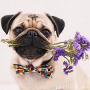 Pug Dog and Flowers Painting By Numbers Kits