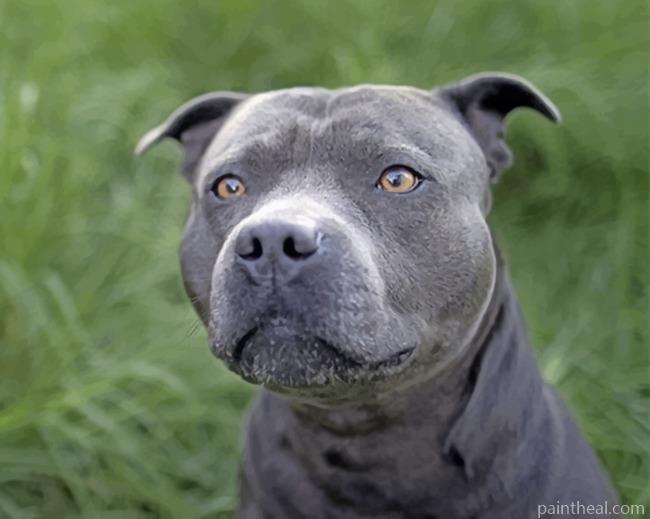Gray Pit bull Painting By Numbers Kits