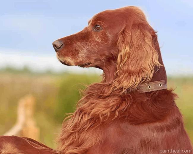 Irish Setter Painting By Numbers Kits