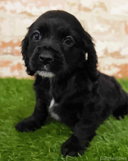 Cute Black Cocker Spaniel Painting By Numbers Kits