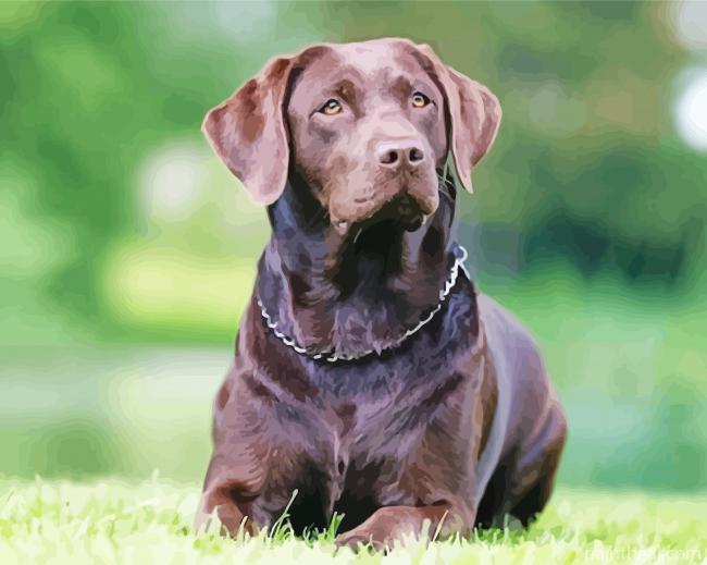 Chocolate Labrador Painting By Numbers Kits