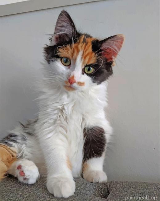 Cute Calico Cat Painting By Numbers Kits