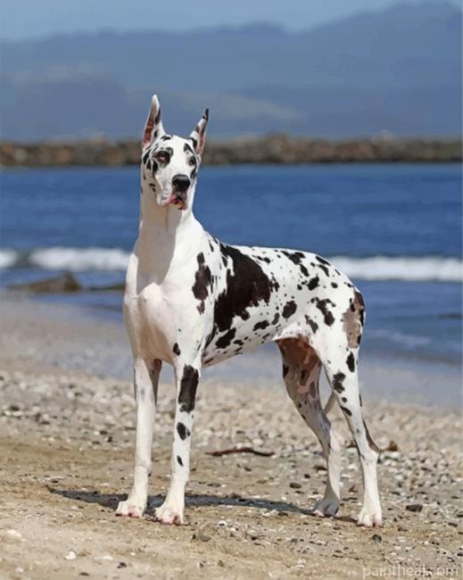 White Great Dane Dog Painting By Numbers Kits