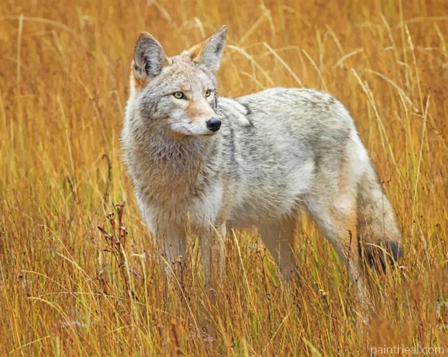 Coyote In A Field Painting By Numbers Kits