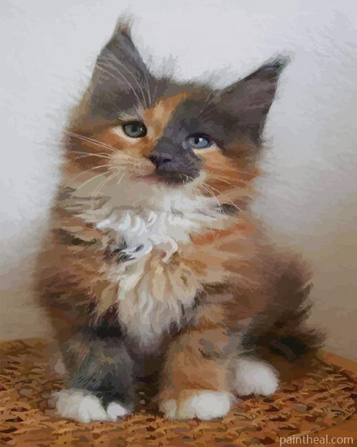 Calico Maine Coon kitty Painting By Numbers Kits