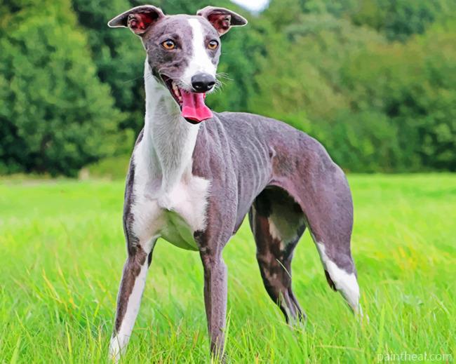 Whippet Dog Painting By Numbers Kits