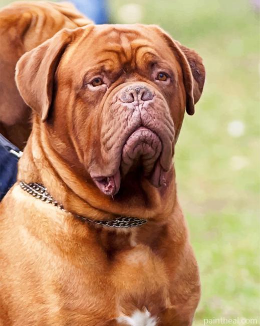 Dogue De Bordeaux Animal Painting By Numbers Kits