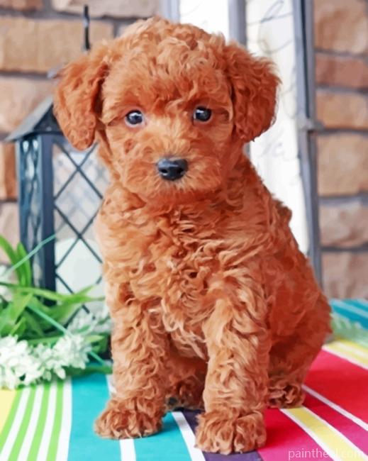 Brown Labradoodle Painting By Numbers Kits
