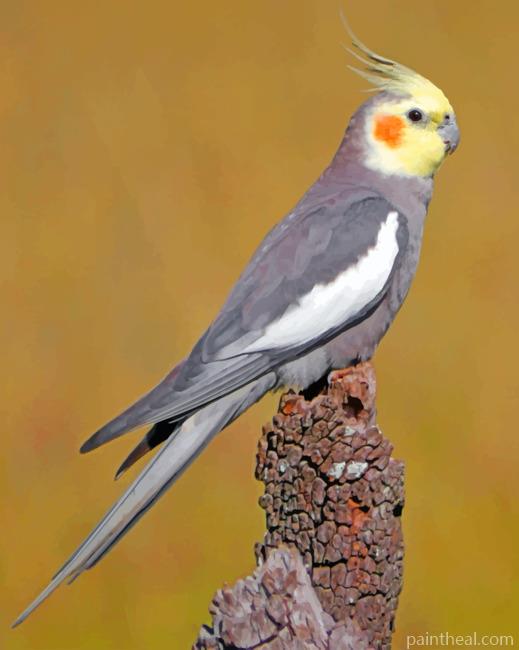 Cockatiel Bird Painting By Numbers Kits