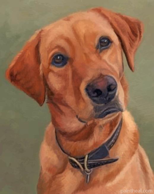 Fox Red Labrador Painting By Numbers Kits