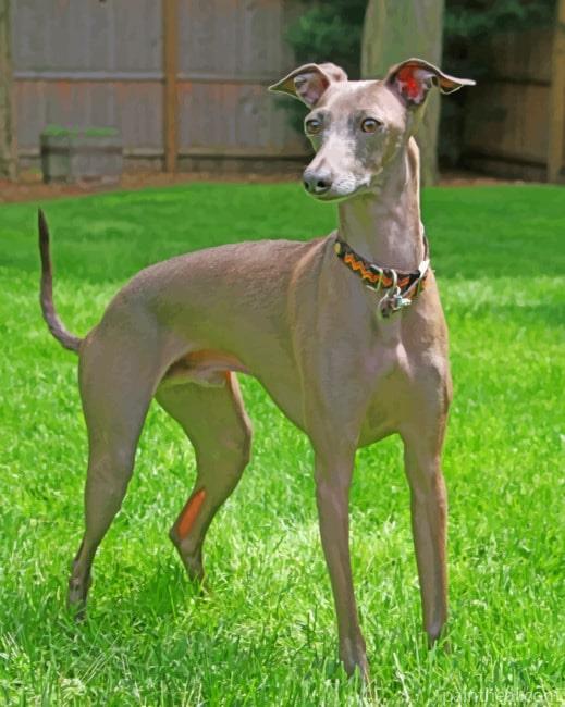 Italian Greyhound Breed – 5D Diamond Painting Painting By Numbers Kits
