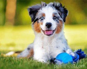 Australian Shepherd Dog Painting By Numbers Kits