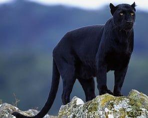 Black Panther In The Wild Painting By Numbers Kits