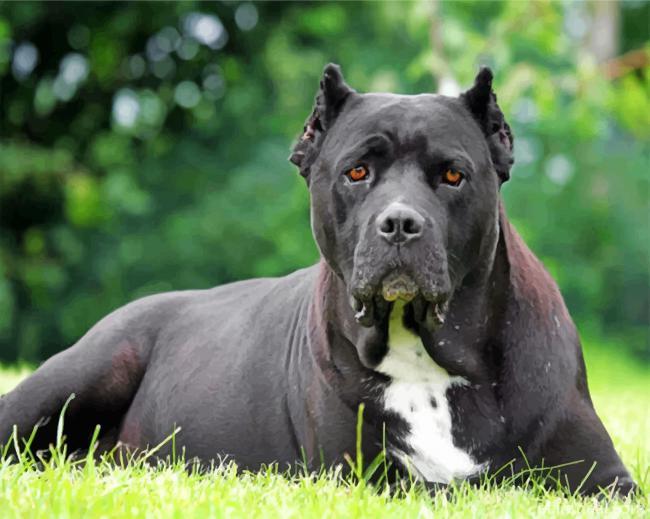 Black Cane Corso Painting By Numbers Kits