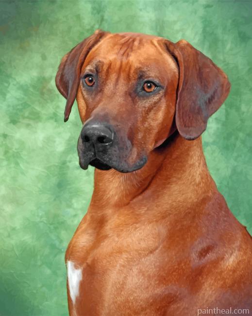 Rhodesian Ridgeback Portrait Painting By Numbers Kits