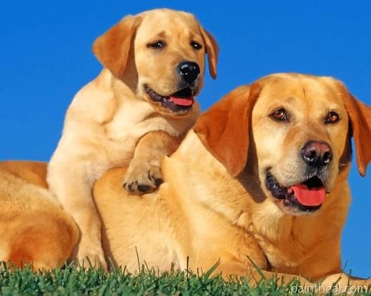 Labrador Retriever Dogs Painting By Numbers Kits