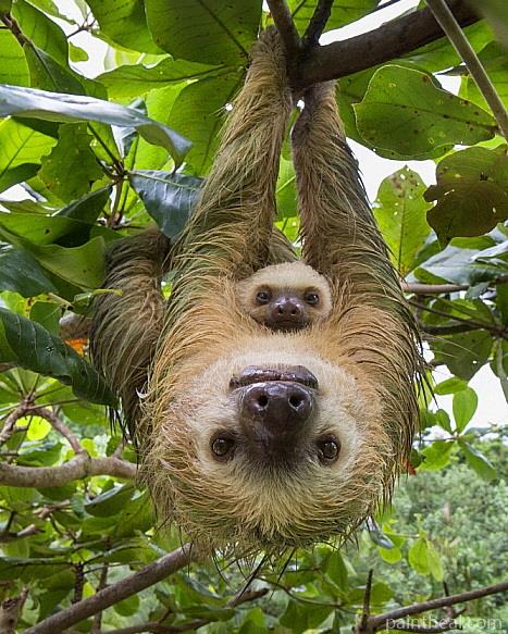 Sloth Family Painting By Numbers Kits