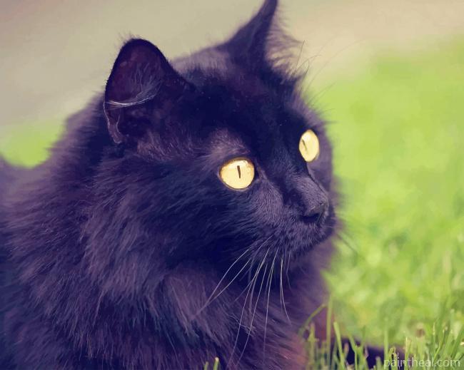 Black Cat With Yellow Eyes Painting By Numbers Kits