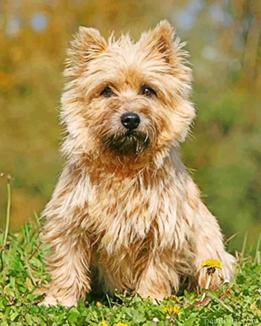 Cairn Terrier Sitting In The Grass Painting By Numbers Kits
