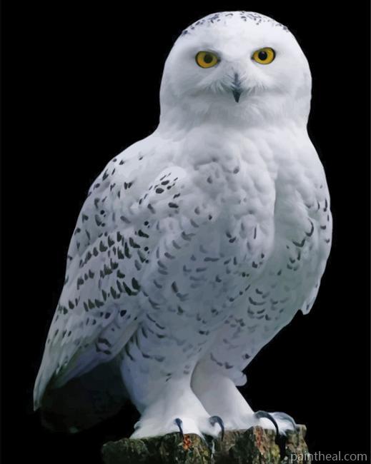 White Owl Painting By Numbers Kits
