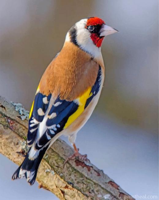 Beautiful Goldfinch Bird Painting By Numbers Kits