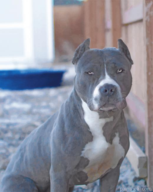 Pitbull Pet Painting By Numbers Kits