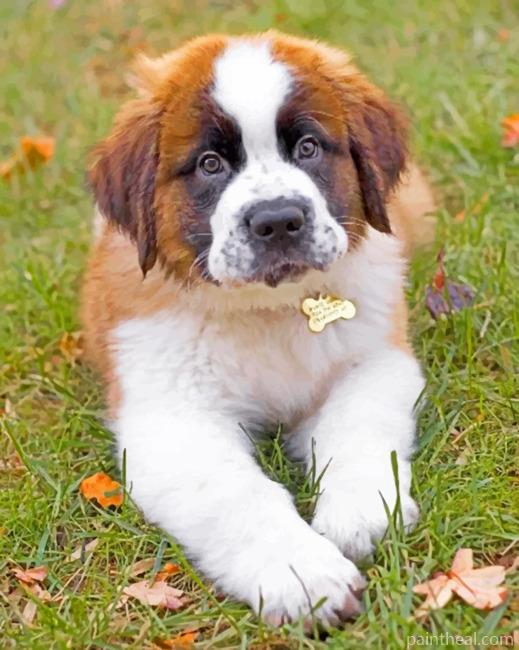Saint Bernard Puppy Painting By Numbers Kits