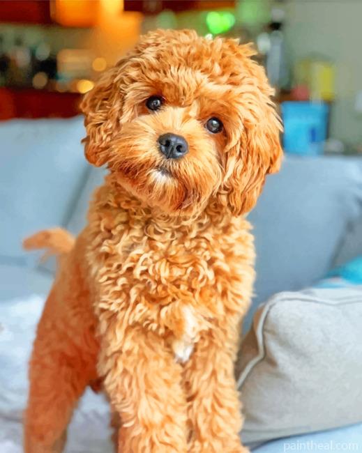 Cavapoo Painting By Numbers Kits