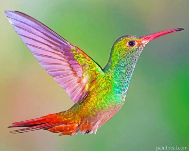 Colorful Hummingbird Painting By Numbers Kits