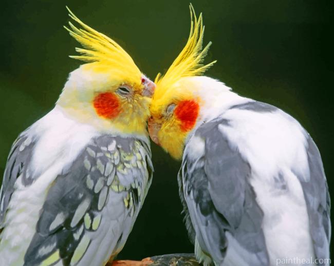 Cockatiel Birds Painting By Numbers Kits