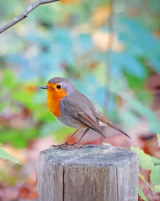 European Robin Painting By Numbers Kits