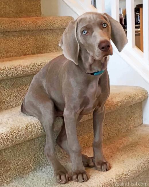Weimaraner Painting By Numbers Kits