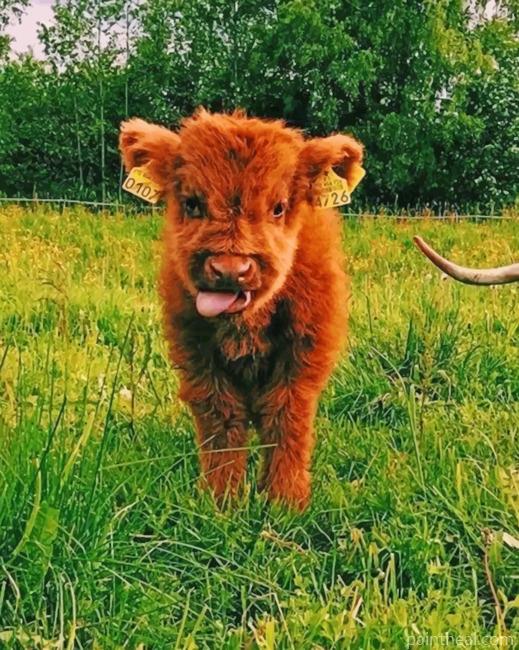 Baby Highland Cow Painting By Numbers Kits