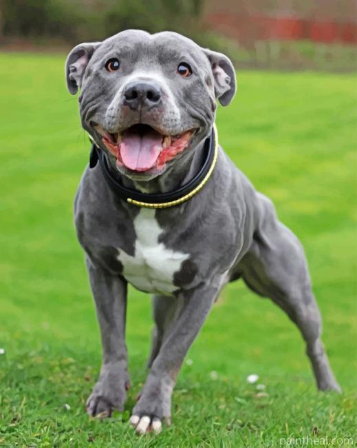 Staffy Painting By Numbers Kits