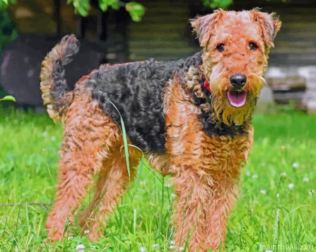 Airedale Terrier Painting By Numbers Kits