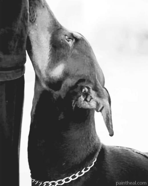 Black And White Doberman – 5D Diamond Paintings Painting By Numbers Kits