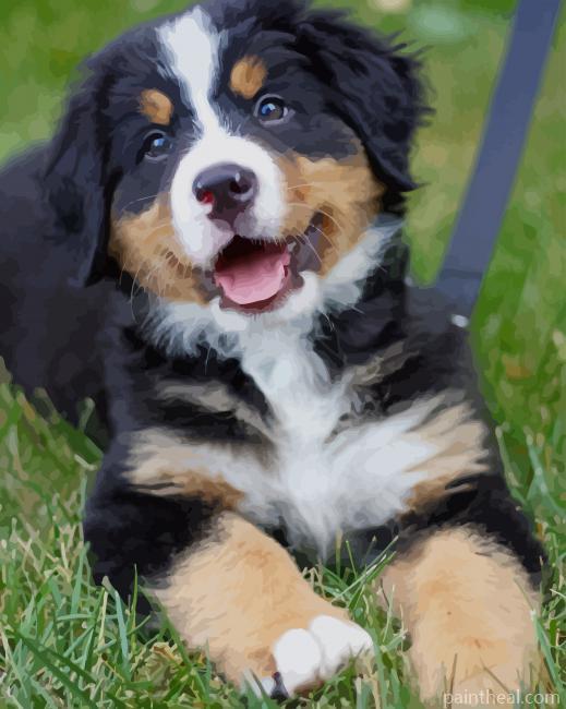 Bernese Mountain Baby Dog Painting By Numbers Kits